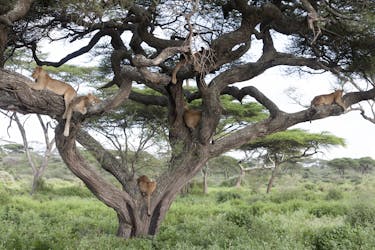 Serengeti National Park 3-day standard safari from Arusha